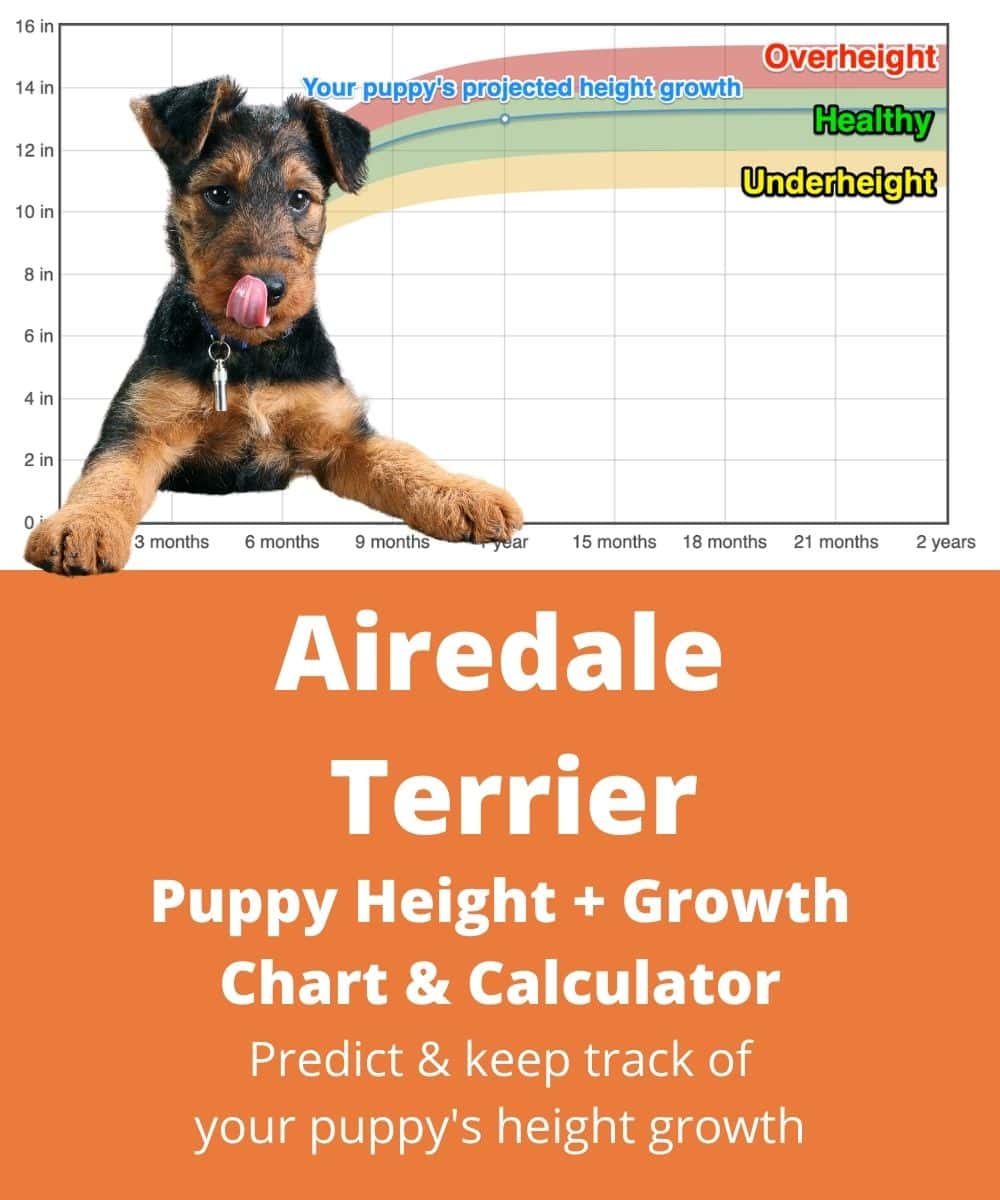 bingley-terrier Puppy height Growth Chart